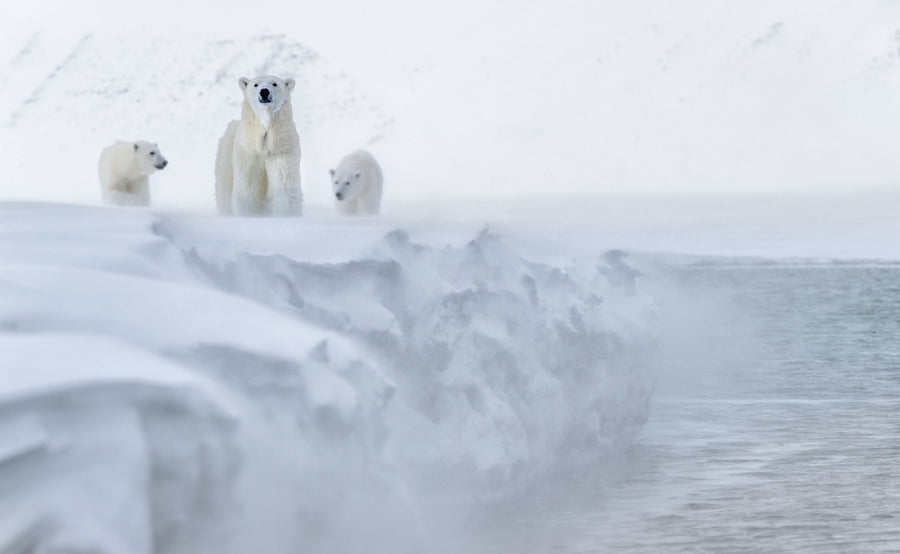 Polar Bears, Svalbard