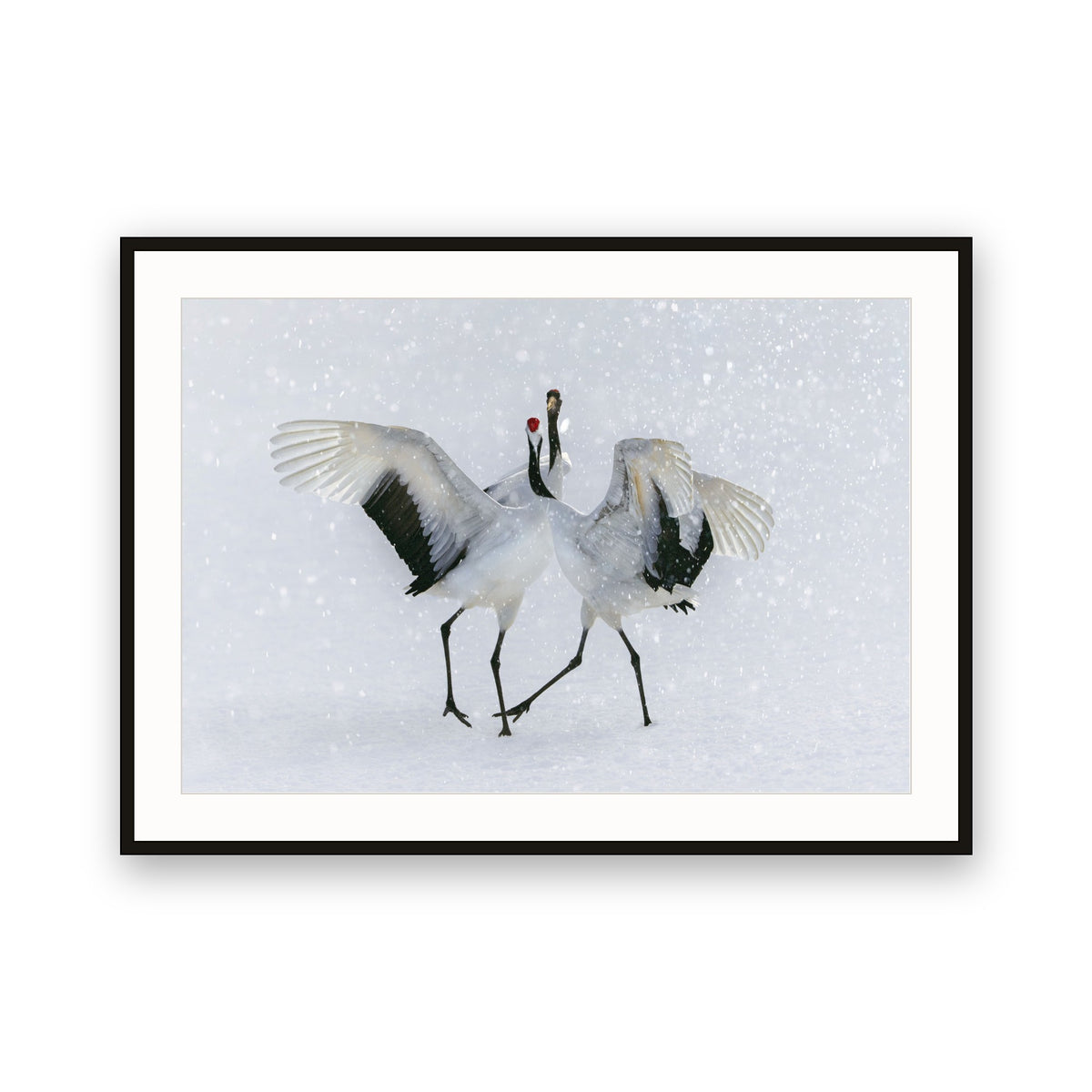 Red-crowned Crane, Hokkaido, Japan