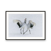 Red-crowned Crane, Hokkaido, Japan view 1