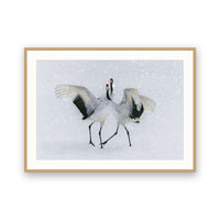 Red-crowned Crane, Hokkaido, Japan view 3