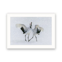 Red-crowned Crane, Hokkaido, Japan view 4