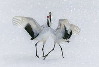 Red-crowned Crane, Hokkaido, Japan view 5