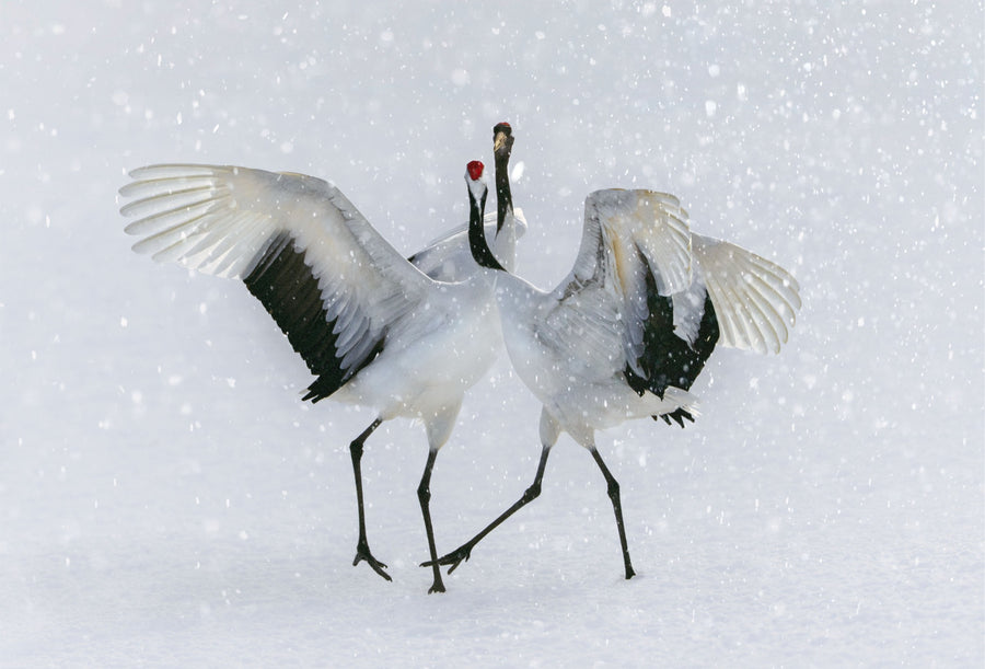Red-crowned Crane, Hokkaido, Japan