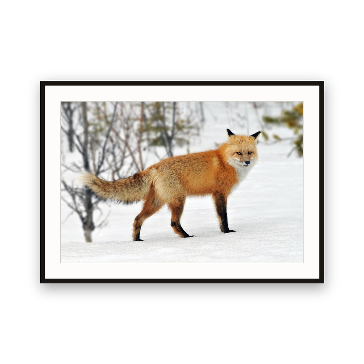 Red Fox, Jasper, Canada