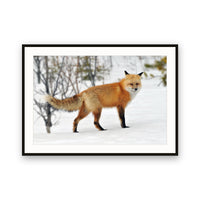 Red Fox, Jasper, Canada view 1
