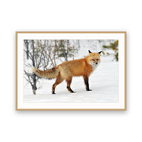 Red Fox, Jasper, Canada view 3