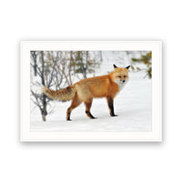 Red Fox, Jasper, Canada view 4