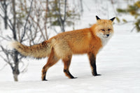 Red Fox, Jasper, Canada view 5