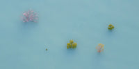 Roebuck Bay Mangroves, WA view 5