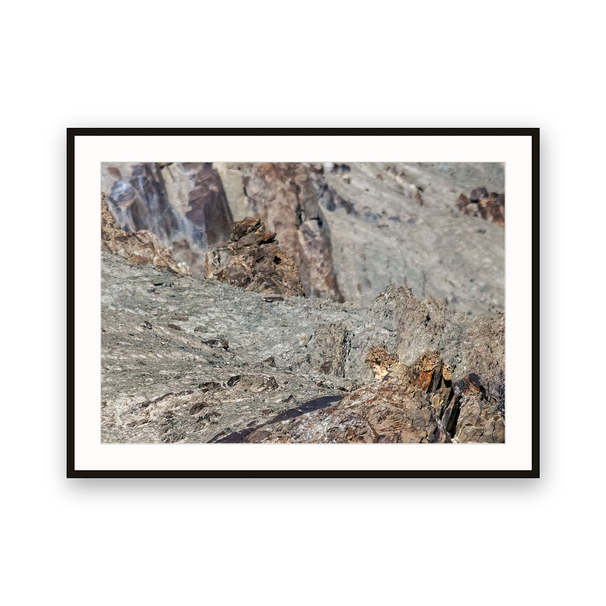 Snow Leopards and Cubs, Hemis National Park, Ladakh, India