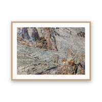 Snow Leopards and Cubs, Hemis National Park, Ladakh, India view 3