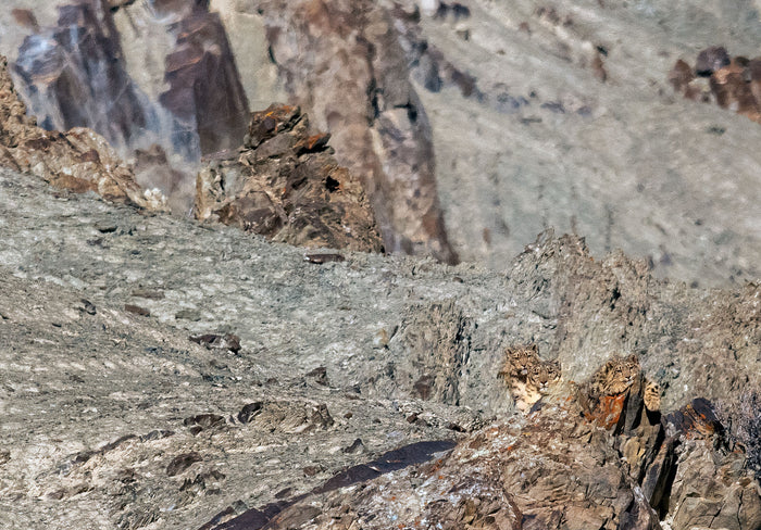 Snow Leopards and Cubs, Hemis National Park, Ladakh, India