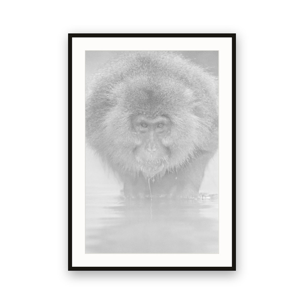 Snow Monkey, Japan