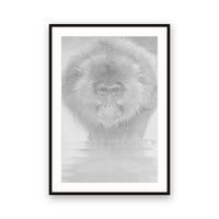 Snow Monkey, Japan view 1