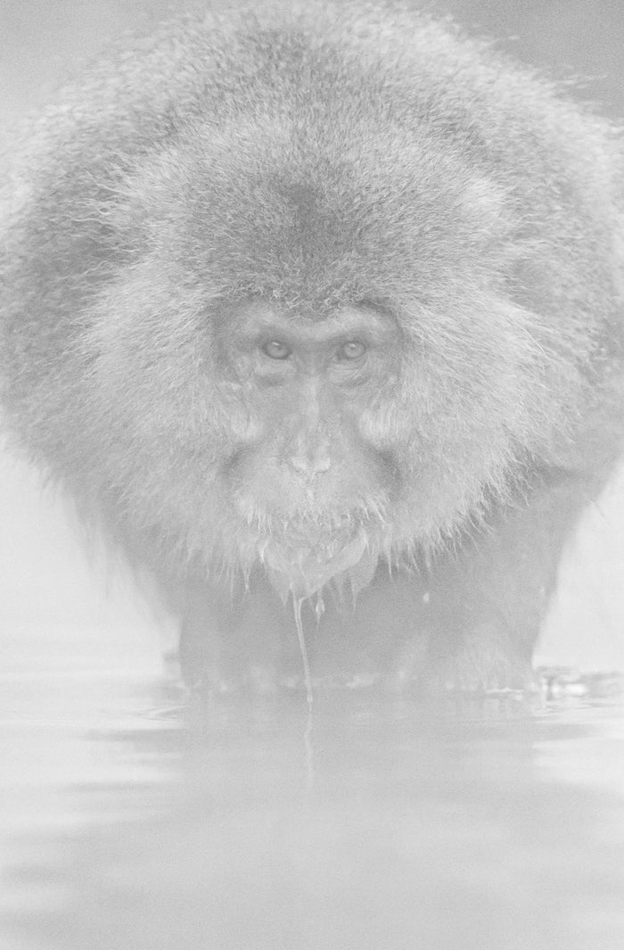 Snow Monkey, Japan