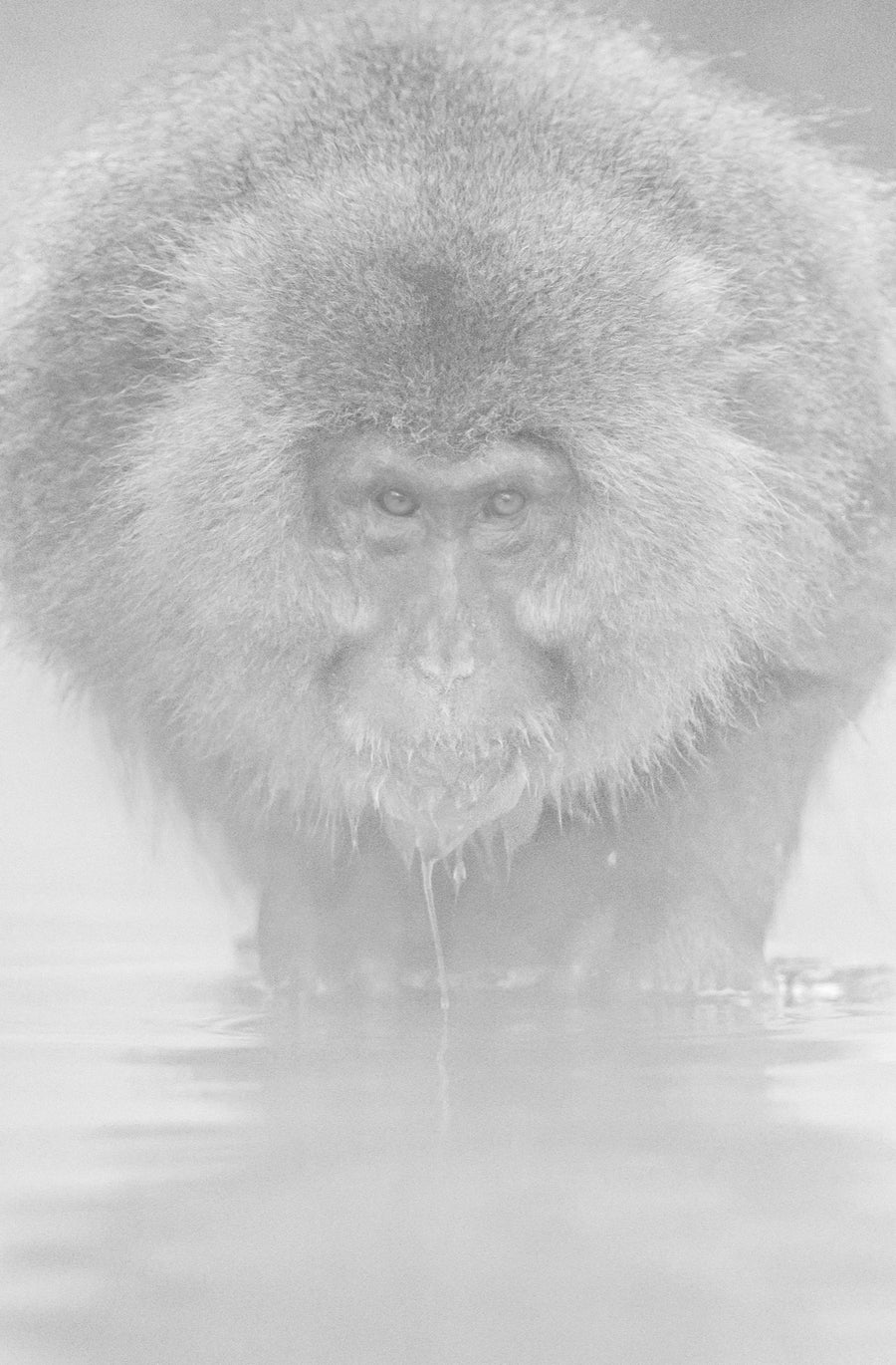 Snow Monkey, Japan