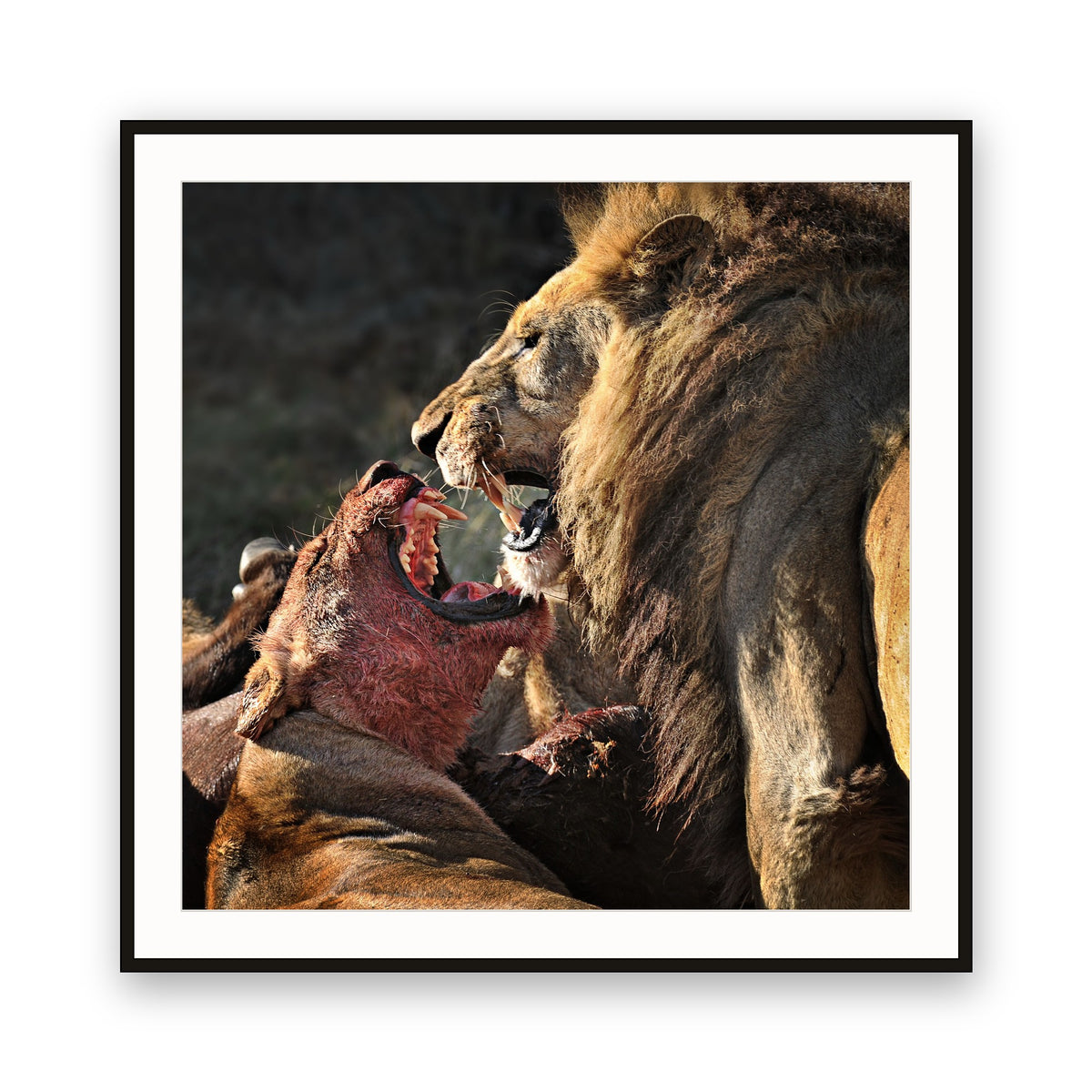 The Fight, Moremi NP, Botswana