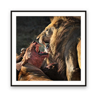 The Fight, Moremi NP, Botswana view 1