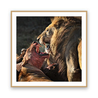 The Fight, Moremi NP, Botswana view 3