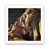 The Fight, Moremi NP, Botswana view 4