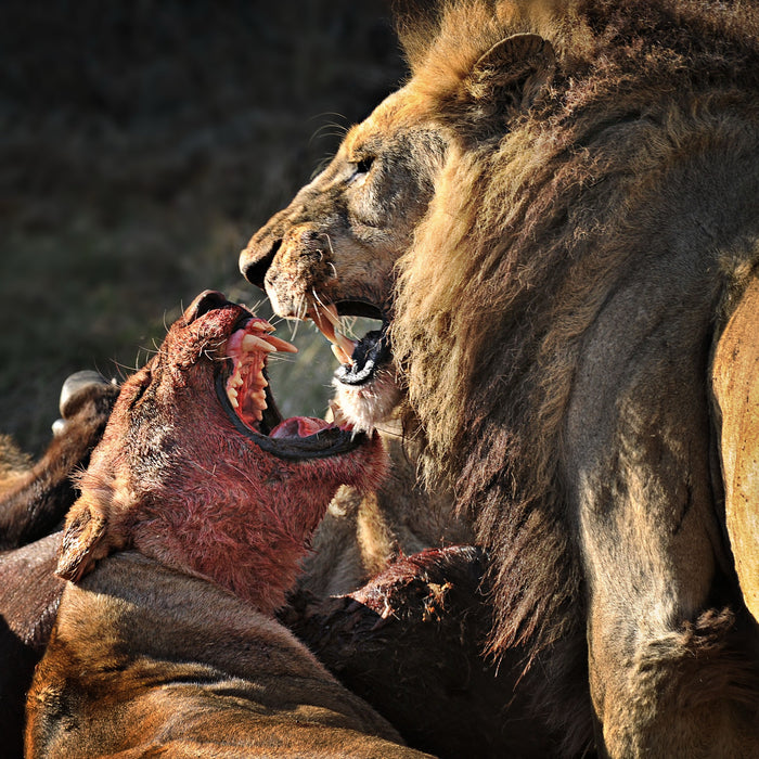 The Fight, Moremi NP, Botswana
