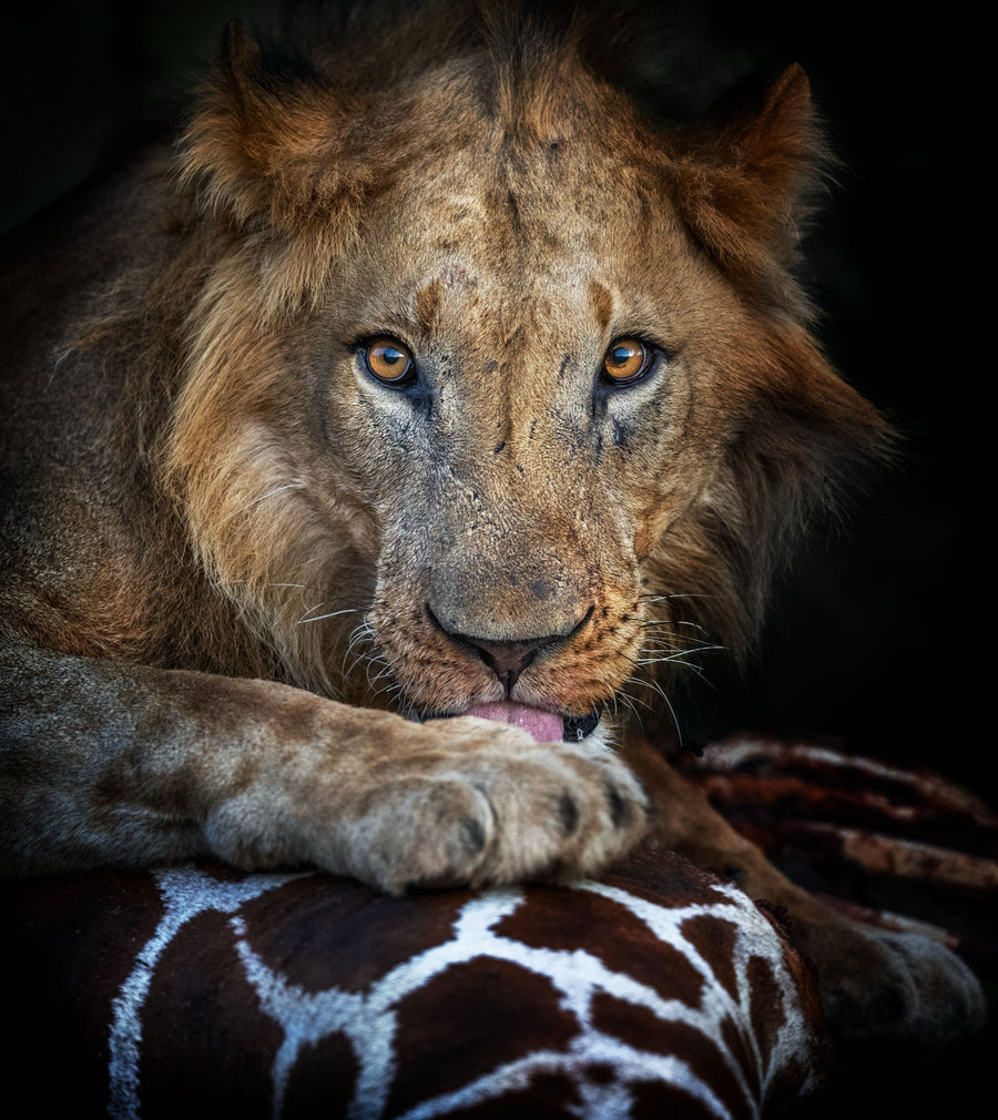 The Prey, Kenya