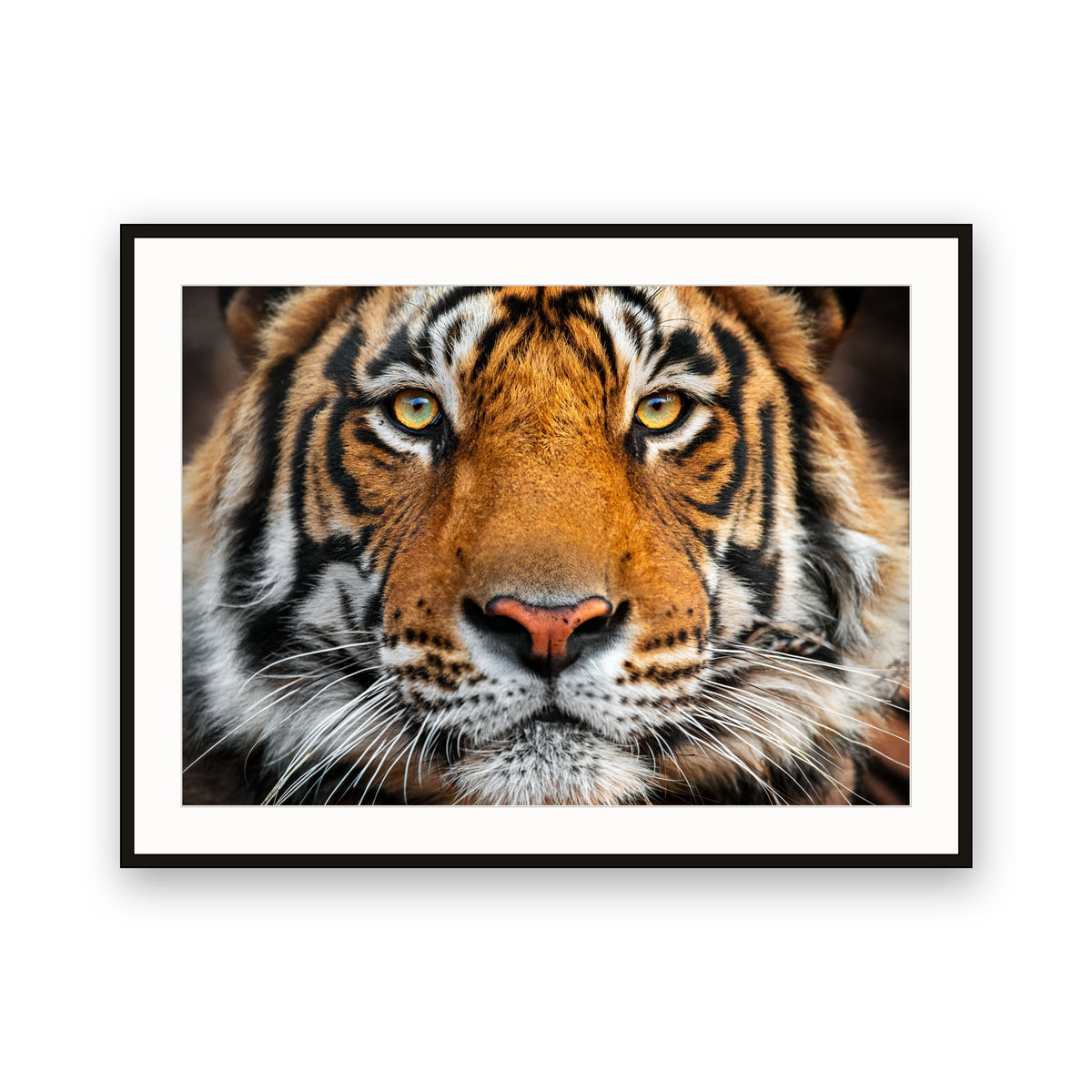 Tiger, Ranthambore NP, India
