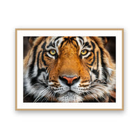 Tiger, Ranthambore NP, India view 3