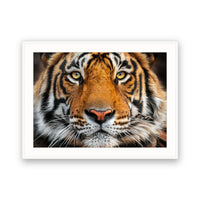 Tiger, Ranthambore NP, India view 4