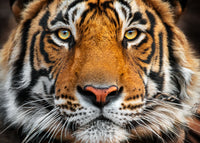 Tiger, Ranthambore NP, India view 5