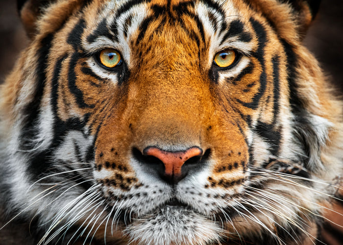 Tiger, Ranthambore NP, India