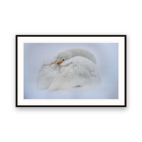 Whooper Swan, Lake Kussharo, Hokkaido view 1