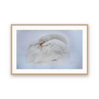 Whooper Swan, Lake Kussharo, Hokkaido view 3