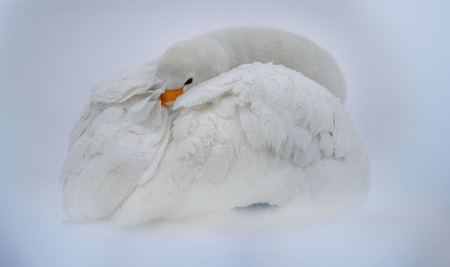 Whooper Swan, Lake Kussharo, Hokkaido