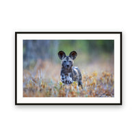 Wild Dog (Painted Dog), Zimbabwe view 1