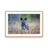 Wild Dog (Painted Dog), Zimbabwe view 3