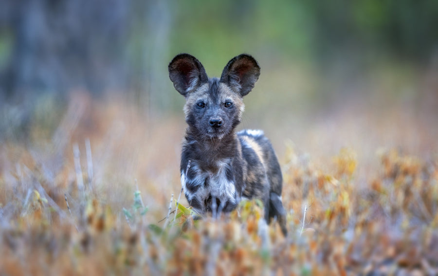 Wild Dog (Painted Dog), Zimbabwe