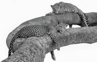 Leopards, Zambia view 5
