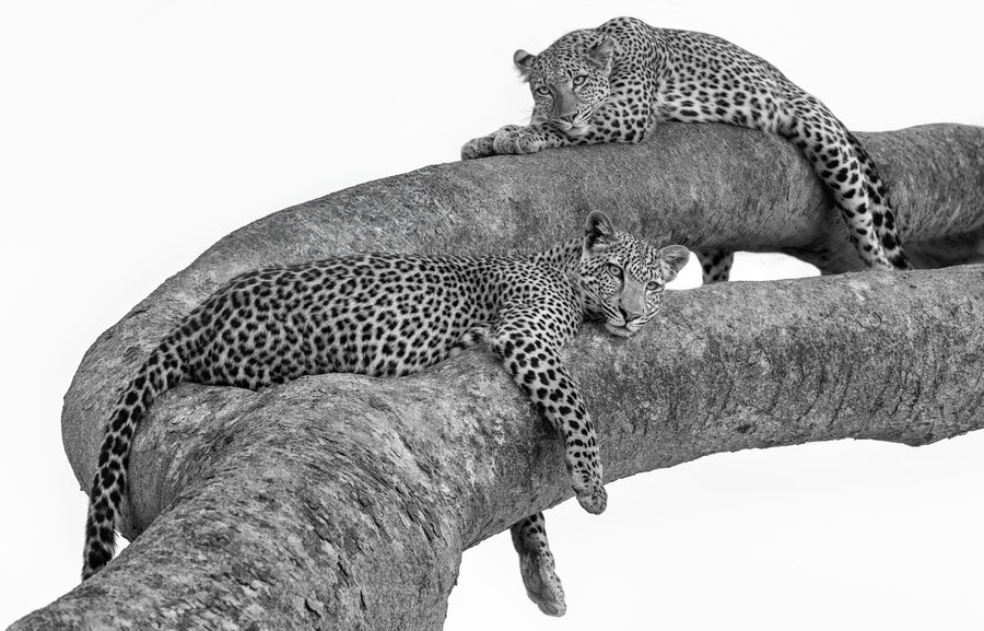 Leopards, Zambia
