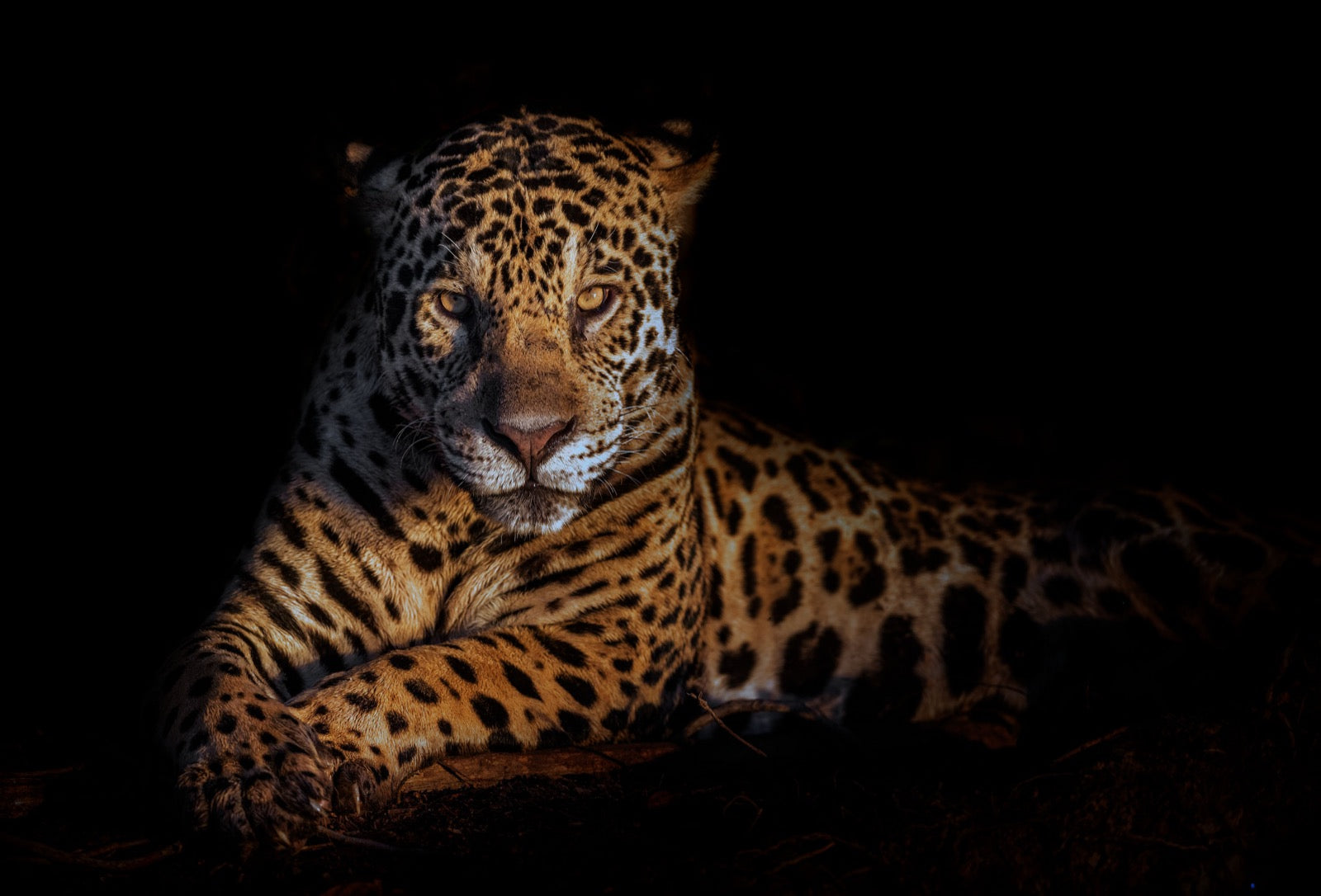 Jaguar, Pantanal, Brazil