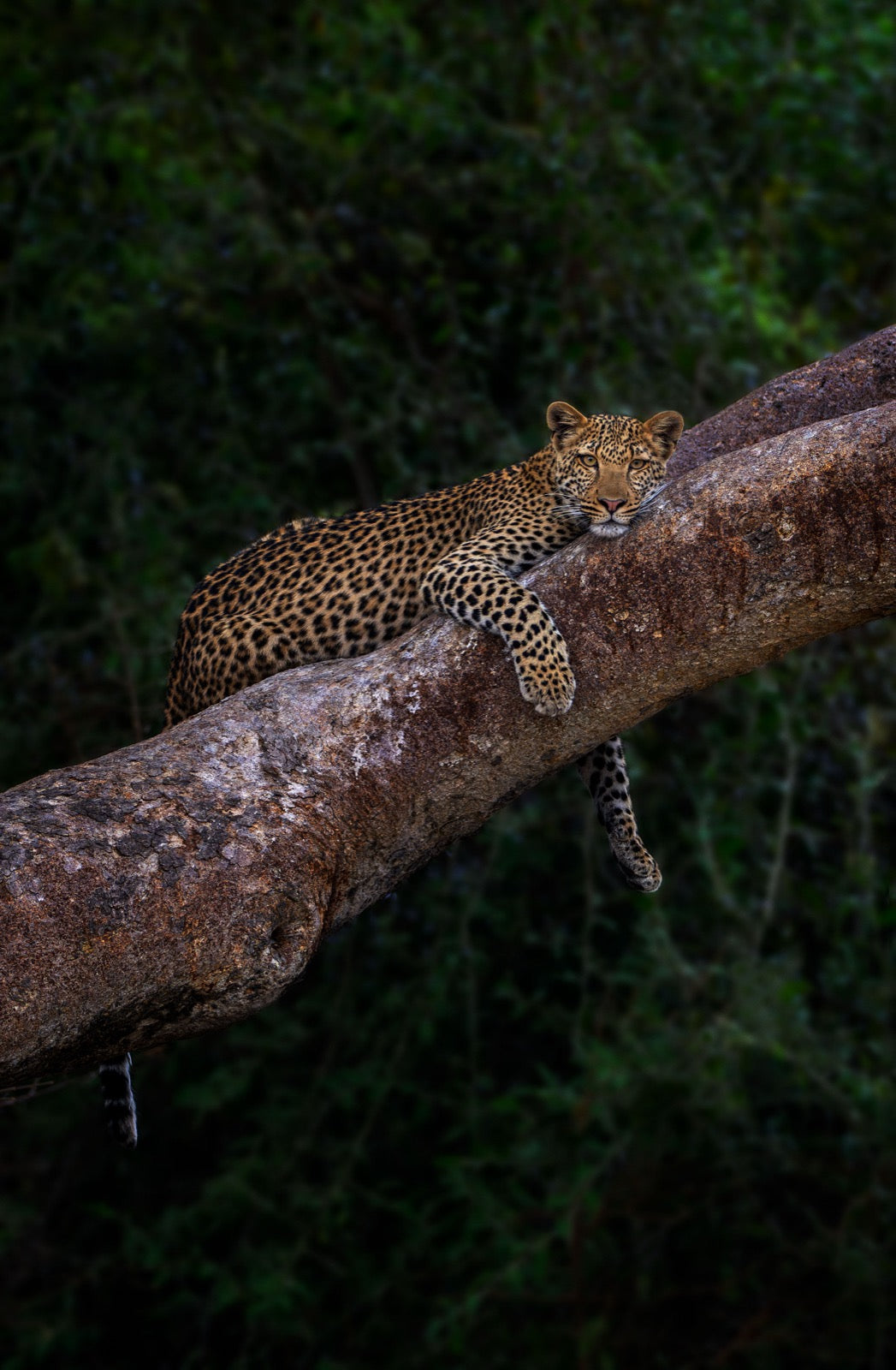 Leopard on a Tree, Zambia